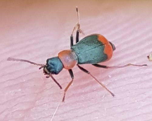 Cerapheles terminatus